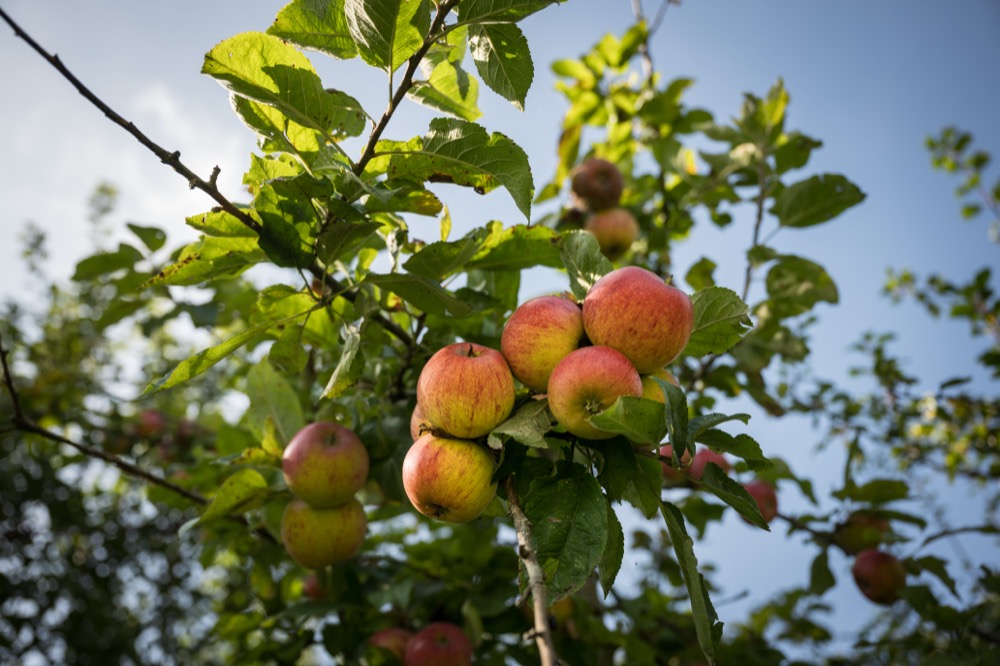 Äpfel aus der Region am Baum